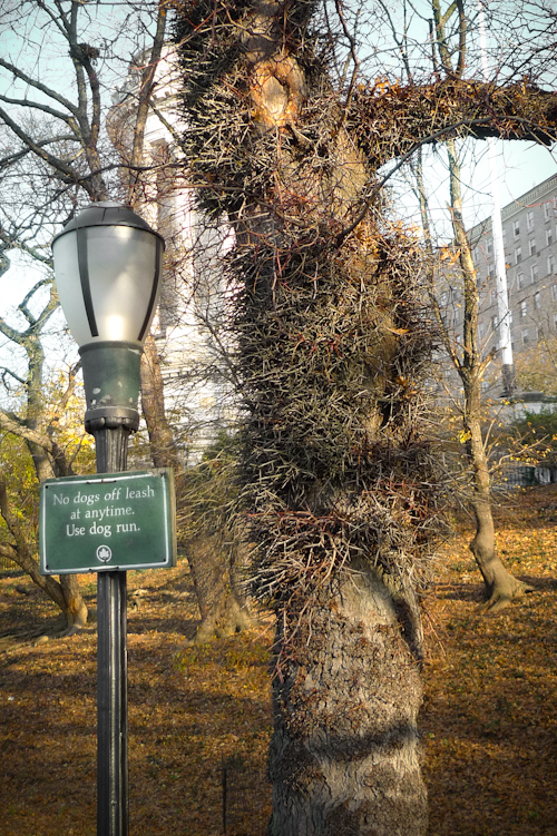 Mastodons in Manhattan: How the Honey Locust Tree Got Its Spikes